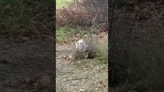 Fat Farm Cat&rsquo;s Fastest Sprint Ever #shorts