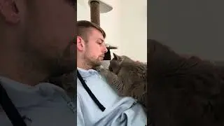 Wo leckt deine Katze dich? CatInfo #cat #catsofyoutube #katze