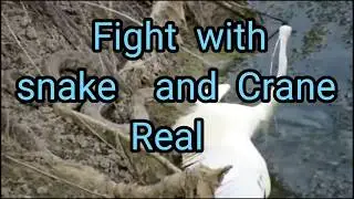 Real fight with snake and crane