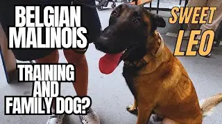 Belgian Malinois Characteristics and Behavior