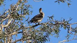 Australian Little Pied Cormorant Drying it's Wings. Aussie Wildlife Trail Cam Queensland Australia