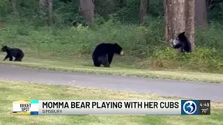 BRIGHT SPOT: Momma bear plays with her cubs in Simsbury