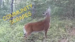 DEER HUNTING THE BEST DEER COMMUNICATION YOU CAN 