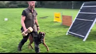 The German Boxer - The Champion Working Dog