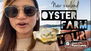 New Zealand's Oyster Farm Tour. All-you-can-eat OYSTERS!!!!