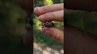 Cutest frog in the world #amphibian #love #viralvideo #vlog
