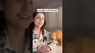 A Clingy little cat | Billi | Billi paalne ke fayde | Shorts #ytshorts #catshorts #shorts #cat #cats