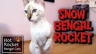 A new cat in the home - introducing Snow Bengal kitten Rocket