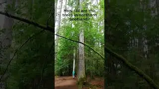 Impressive #h2g2 #trees #ReeligGlen
