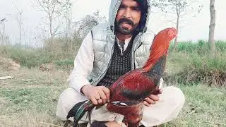Zukam ka illaj | rooster treatment 