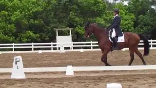 Rock Star D Virginia CCI 1* - May 2017