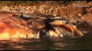 Tiger sharks attack whale carcass