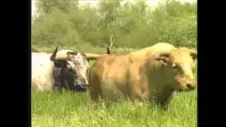 Campinos e o ribatejo