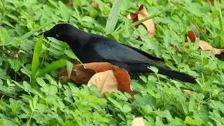 Carib Grackle, Lago Agrio city park.