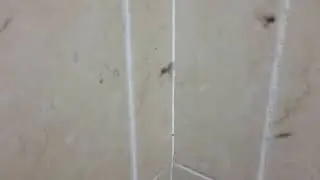 The spider and its web(food)