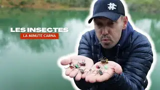 Tuto P&ecirc;che : les leurres insectes - la Minute Carna