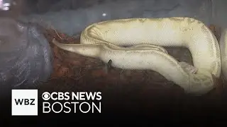 Snake appears in Rhode Island woman's apartment kitchen months after previous tenant lost it