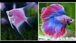 mes poissons d'eau douce tropicaux pr&eacute;f&eacute;r&eacute; (top 10)