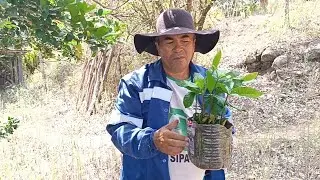 Como plantar castanha de caju