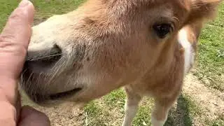 So heißen unsere Fohlen nun… naja… einige zumindest 😅