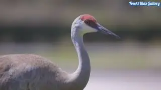The Majestic Crested Crane Africa&rsquo;s National Treasure  | Towki Kids Gallery #birds