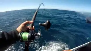 C2C DORADO / ATFISHING -TORRES CHARTER 2022