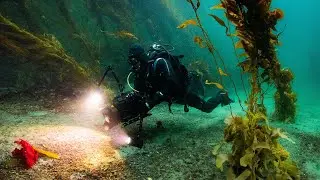 Cape Froward: a vibrant ecosystem of marine life