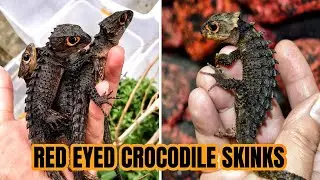 This Is the Red-Eyed Crocodile Skink 🦎  Nature’s Tiny Dragon