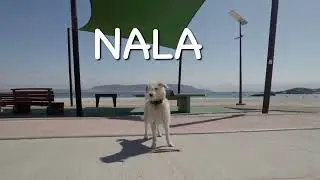 Esa perra viajera nos cambi&oacute; la vida &hellip;