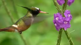 The White crested Coquette