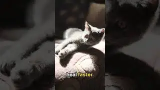 The Healing Power of a Cat&rsquo;s Purr 🩺 #shorts