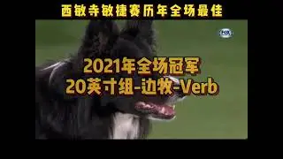 Pink&ldquo;三战成名&rdquo;西敏寺敏捷赛历年【冠军盘点】 #敏捷犬运动 #边牧 #pink #喜乐蒂  #万物可爱计划