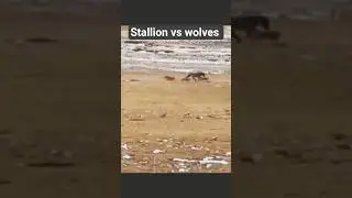 Horse's stamina vs wolves pack