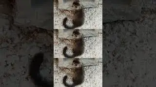 Independent Nature
