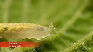Natural Enemies of Key Pests in Hazelnuts in Oregon