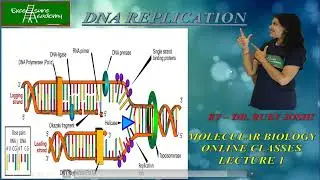 Molecular_Biology #Lecture_1 #DNA replication #DNA chemical synthesis
