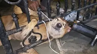 A dog gets its head stuck in an iron Gate.