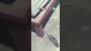 Mouse caught on a camera 😱