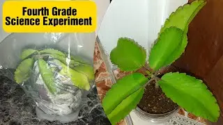 Fourth Grade Science Experiment #homework #assignment #plant #science #fair #test #school #project