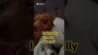Me & My Dad Daily! #shorts #shortvideo #youtubeshorts #fyp #dog #sleep #funny #cute #fypシ