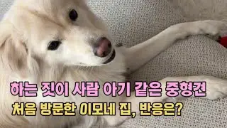 사람 아기같은 포실이, 고양이같은 말랑이, 매력덩어리들