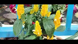 Golden Shrimp Plant 🌼 | पचिस्टेकिस ल्यूटिया | पीले फूल का खूबसूरत पौधा | Flower Plant Care