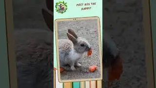 Meet Rex the Rabbit &ndash; your new favorite bunny detective!