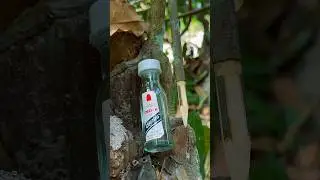 Survival Girl✍️ #outdoors #bushcraft #camping #lifehacks #forest #bamboo #skills #girl