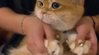 Cat getting head massage