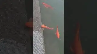 #fish#children#amritsar#goldentemple#goldfish#water#viral#viralvideo#trending#youtube#shorts#short