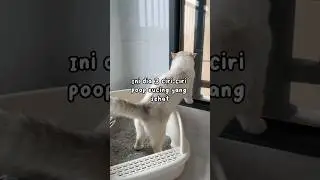 Ciri Tai Kucing Yang Sehat