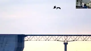 Hawks on the Wing: seeing beyond the field marks with flight based identification (MAR 2023)