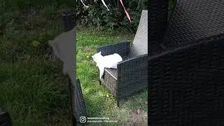 My cats and me in the garden playing and having fun