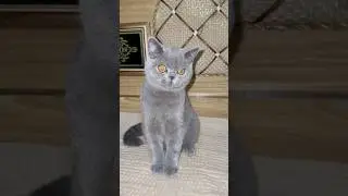 Cute Cat With Yellow Eyes 😍🐱 | Mesmerizing Look